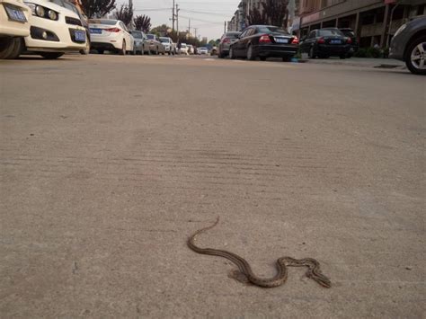 路上遇到死蛇|路上遇到蛇过马路是吉还是凶 (看见蛇横着过马路寓意)